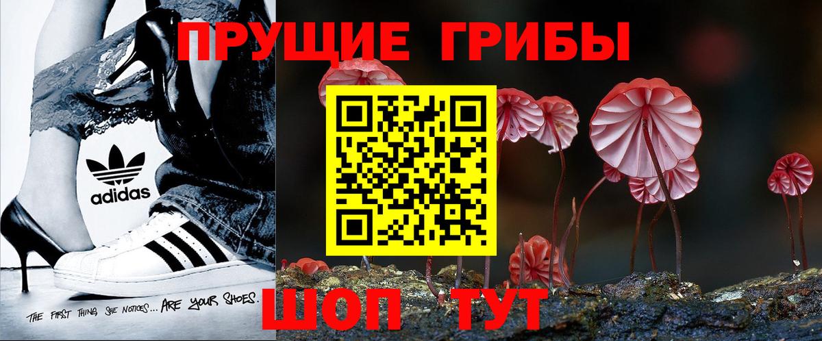 Горно-Алтайск  Галлюциногенные грибы Psilocybe  Вход с VPN 